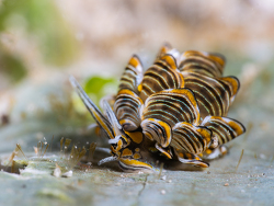 Cyerce nigra thumbnail