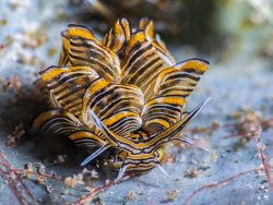 Cyerce nigra thumbnail