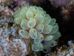 Perophora modificata thumbnail