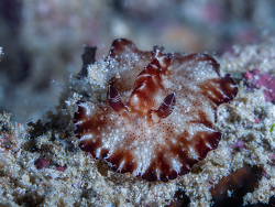 Discodoris boholiensis thumbnail