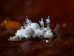 Trapania armilla thumbnail