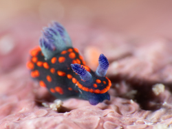 Nembrotha sp.02 thumbnail