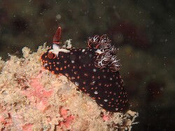 Nembrotha livingstonei,Semporna Sabah Malaysia  2025