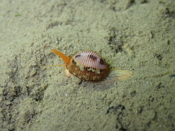 Trivia monacha thumbnail