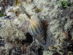 Generic placeholder thumbnail