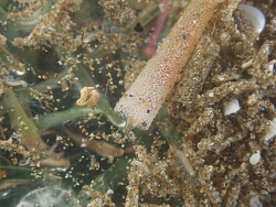 Lagis australis,Auckland, Región de Auckland, Nueva Zelanda 2025