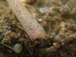 Lagis australis,Auckland, Región de Auckland, Nueva Zelanda 2025