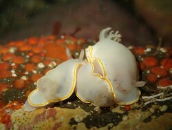 Goniobranchus aureomarginatus,Auckland, Región de Auckland, Nueva Zelanda 2025