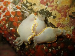 Goniobranchus aureomarginatus,Auckland, Región de Auckland, Nueva Zelanda 2025