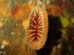 Monomyces rubrum thumbnail