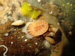 Monomyces rubrum thumbnail