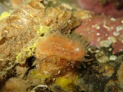 Monomyces rubrum thumbnail