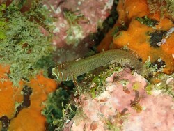 Ruanoho whero thumbnail