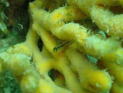 Generic placeholder thumbnail