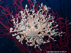 Foto: Caramassaigne, Marseille, Mittelmeer