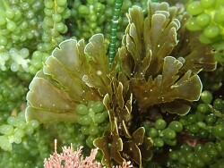 Zonaria aureomarginata,Región de Wellington, Nueva Zelanda 2025