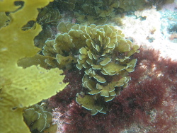 Zonaria aureomarginata thumbnail