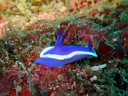 Hypselodoris violacea thumbnail