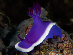 Hypselodoris violacea thumbnail