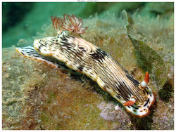 Chromodoris Quagga,Boulouparis, Nouvelle-Calédonie 2025