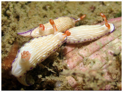 Hypselodoris katherinae thumbnail
