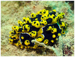 Phyllidia ocellata,Mont Dore 2025