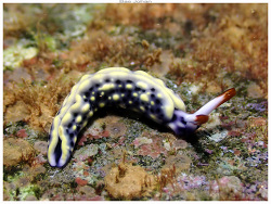 Thuridilla vataae thumbnail