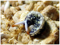 Thuridilla vataae thumbnail