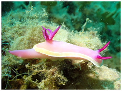 Hypselodoris flavomarginata,Mont Dore - Noumea 2023