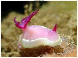 Hypselodoris flavomarginata,Mont Dore - Noumea 2025