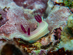 Hypselodoris flavomarginata,Poum, Passe de la Gazelle 2023