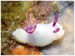 Hypselodoris lacteola,Anse Vata, Nouméa 98800, Nouvelle-Calédonie 2024