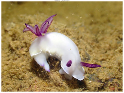 Hypselodoris lacteola, Mont Dore - Nouvelle-Calédonie 2025