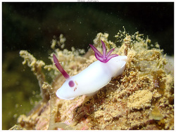 Hypselodoris lacteola, Ouémo, Nouméa, Nouvelle-Calédonie 2023