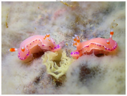 Thorunna australis thumbnail