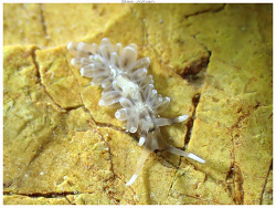 Herviella albida thumbnail