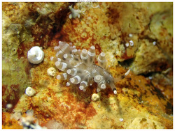 Herviella albida thumbnail