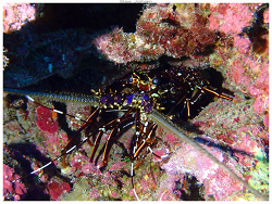 Panulirus longipes thumbnail