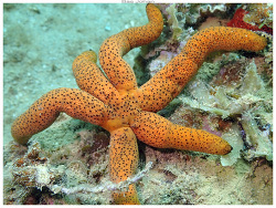 Echinaster luzonicus thumbnail