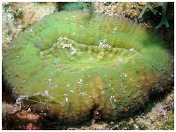 Lobophyllia vitiensis thumbnail