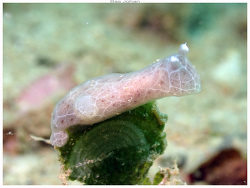 Jorunna daoulasi thumbnail