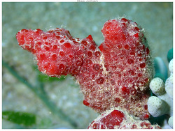 Crella (Grayella) papillata thumbnail