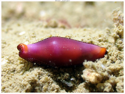 Crenavolva aureola thumbnail