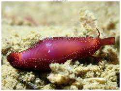 Crenavolva aureola thumbnail