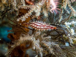 Phenacovolva poppei thumbnail