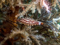 Phenacovolva poppei thumbnail