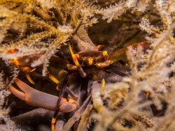 Quadrella serenei thumbnail