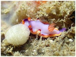 Thorunna montrouzieri thumbnail