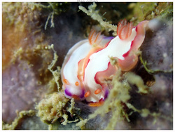 Thorunna montrouzieri thumbnail