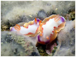 Thorunna montrouzieri thumbnail